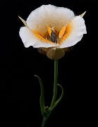 Calochortus subalpinus - Cascade Mariposa Lily
